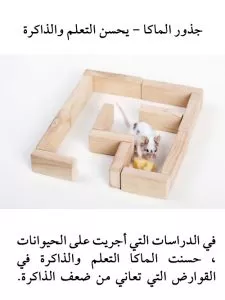 ملتي ماكا تحسن من الذاكرة